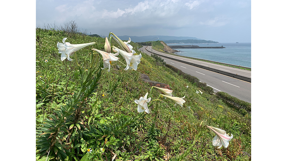 在北海岸迎風而立的台灣野百合。